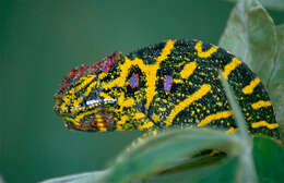 Image of Malagasy chameleons