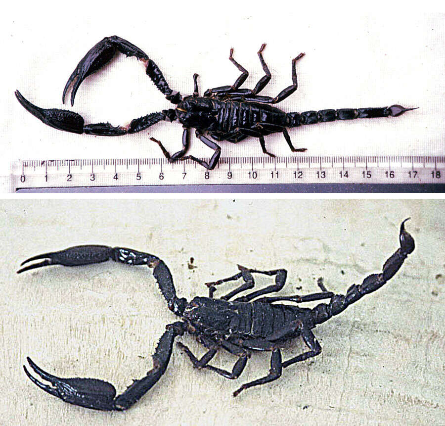 Image of Asian forest scorpion