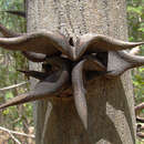Image of bull horn acacia