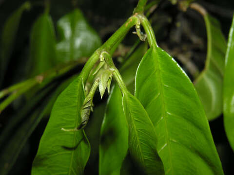 Image of Maquira guianensis Aubl.