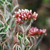 Image of Ozothamnus