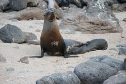 Image of Sea Lion