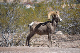 Image of bighorn sheep