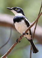 Image of platysteirid birds