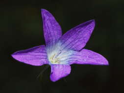 Image of spreading bellflower