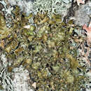 Image of greenleaf tuckermannopsis lichen