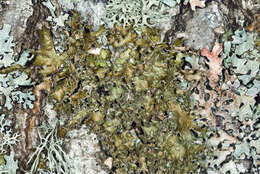 Image of tuckermannopsis lichen