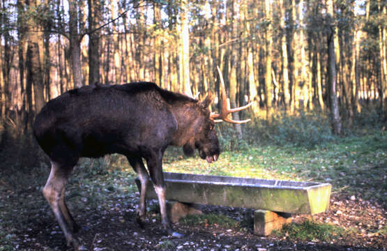 Image of Elk