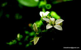 Image of black mangrove