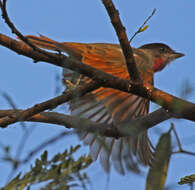 Image of Rose-throated Becard