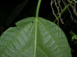 Image of Myriocarpa