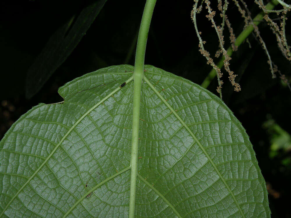 Image of Myriocarpa longipes Liebm.