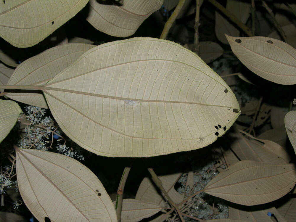 Image of Miconia argentea (Sw.) DC.