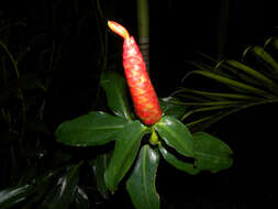 Image of Costus wilsonii Maas