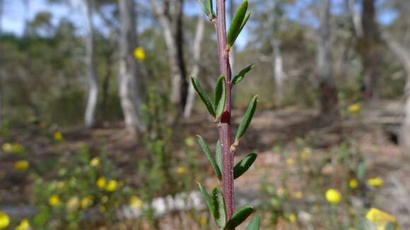 Plancia ëd Gompholobium latifolium Sm.