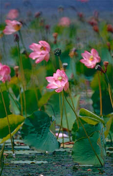 Image of sacred lotus