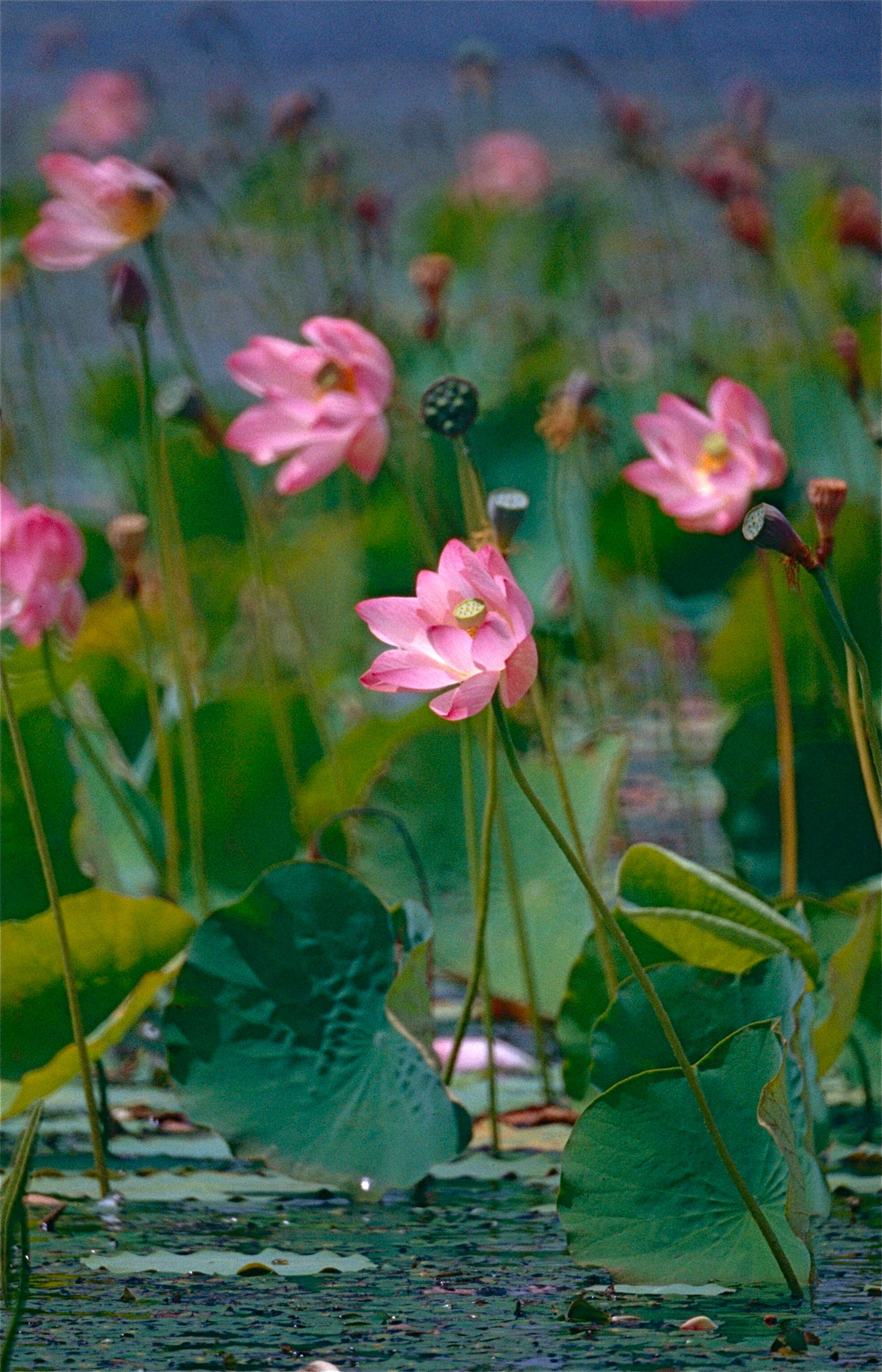 Image of lotus