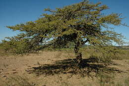 Image of mesquite