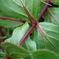 Image of Ichthyothere latifolia Baker