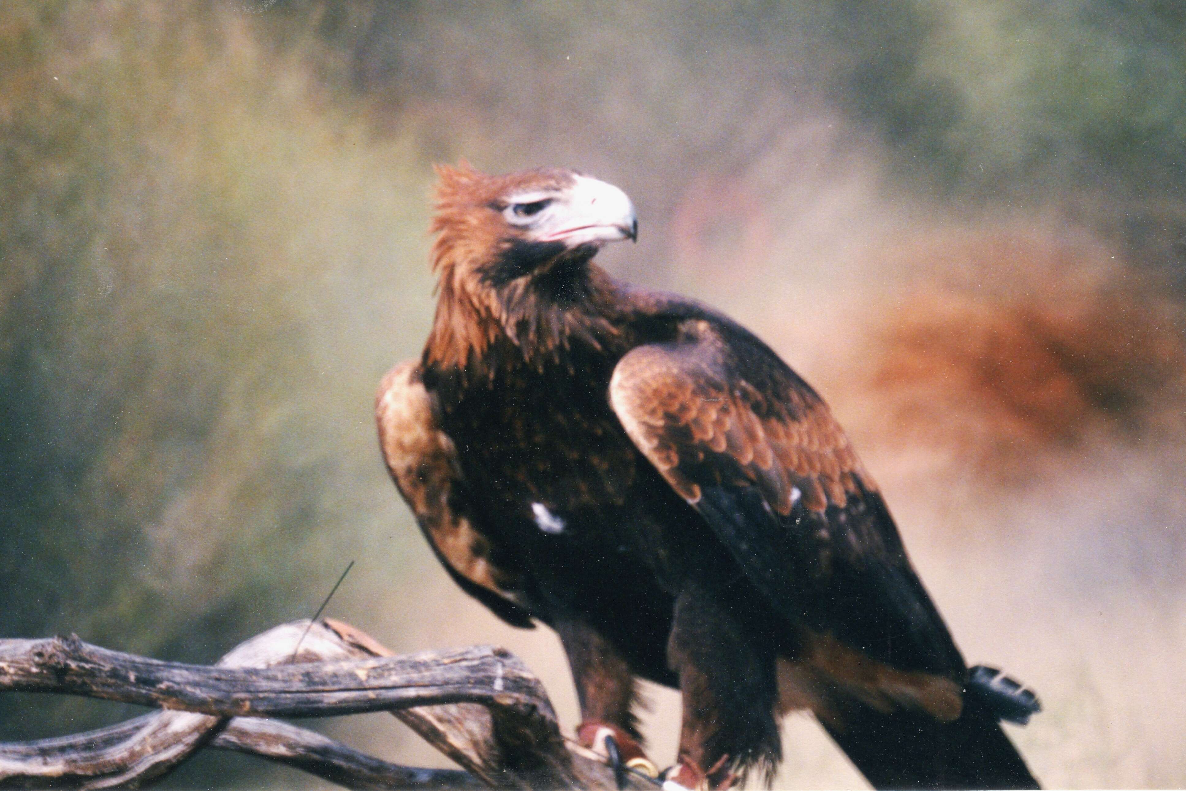 Image of Aquila audax audax (Latham 1801)