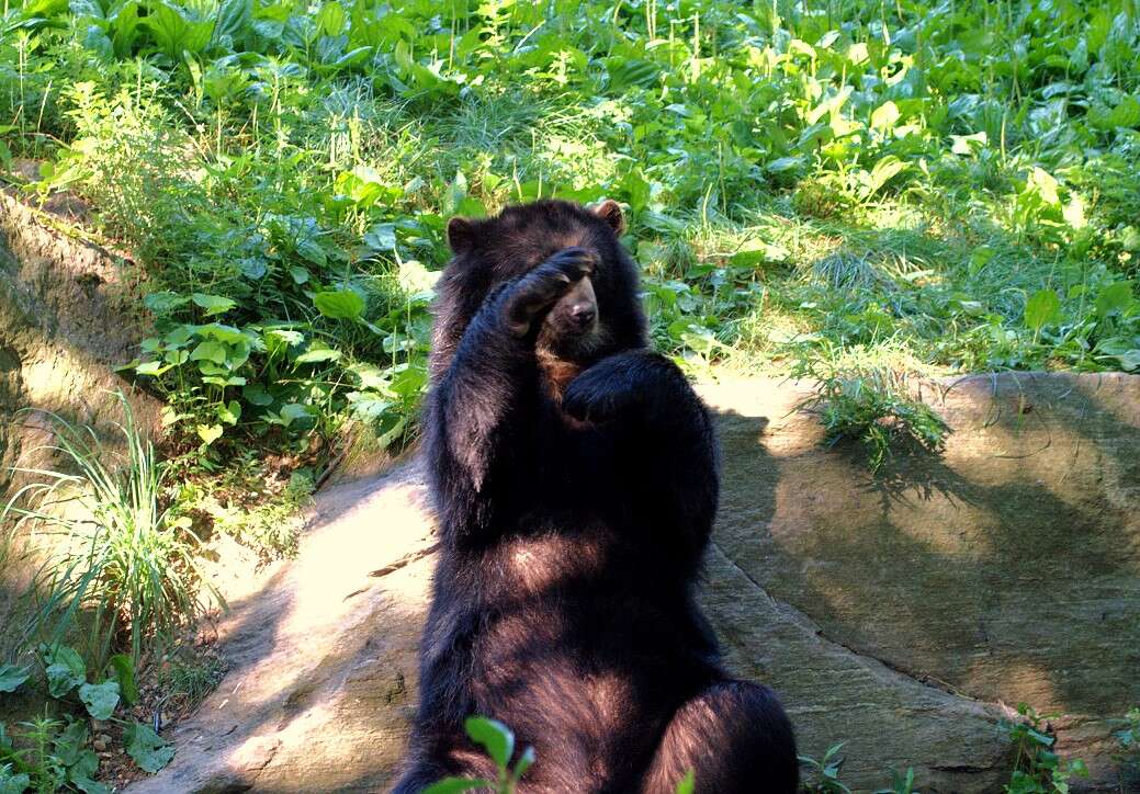 Image of Andean Bears