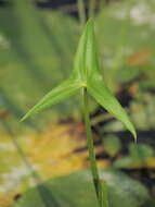 Image of Sagittaria