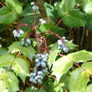 Image of Beale's barberry