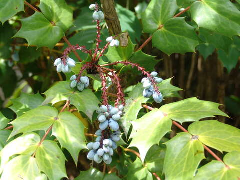 Image of Beale's barberry