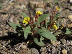 Image of Miniature Monkey-Flower