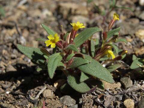 Image of Miniature Monkey-Flower