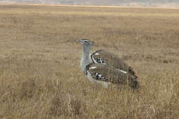 Image of Great Indian bustard