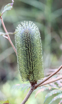 Image of banksia