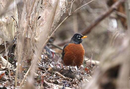 Image of American Robin