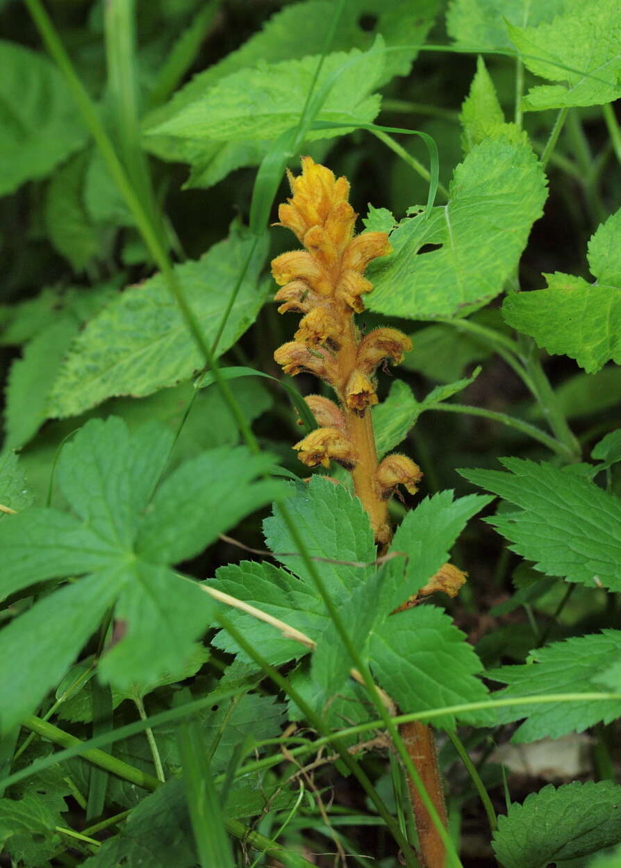 Image of broomrape