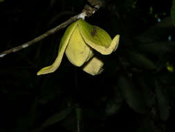 Image of soursop