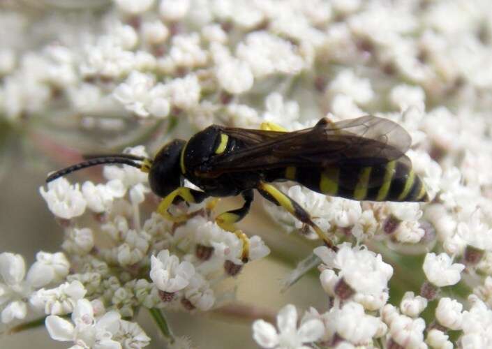 Gorytes laticinctus (Lepeletier 1832) resmi