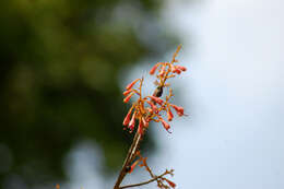 Image of Firmiana colorata (Roxb.) R. Br.