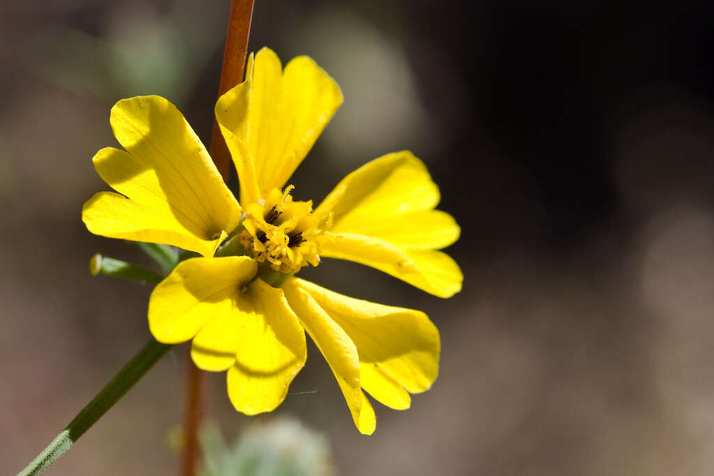 Image of Oregon western rosinweed