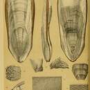 Sivun Sepia apama Gray 1849 kuva