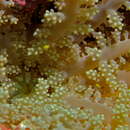 Image of Branching anemone