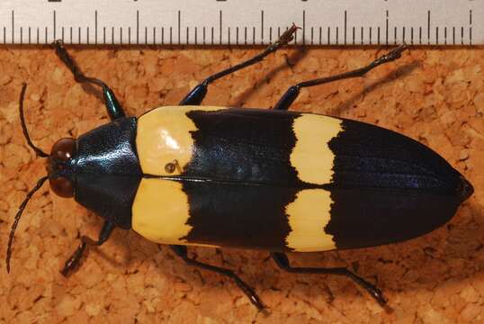 Image de Chrysochroa mniszechii Deyrolle 1861