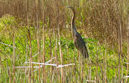 Image of Ardea Linnaeus 1758