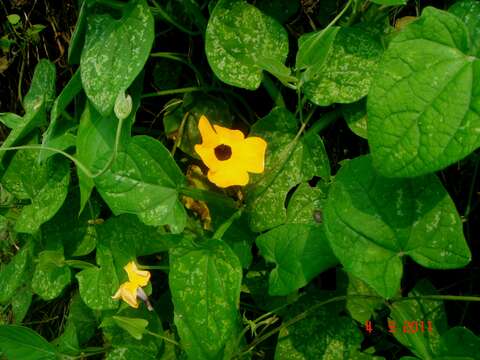 Image of blackeyed Susan vine