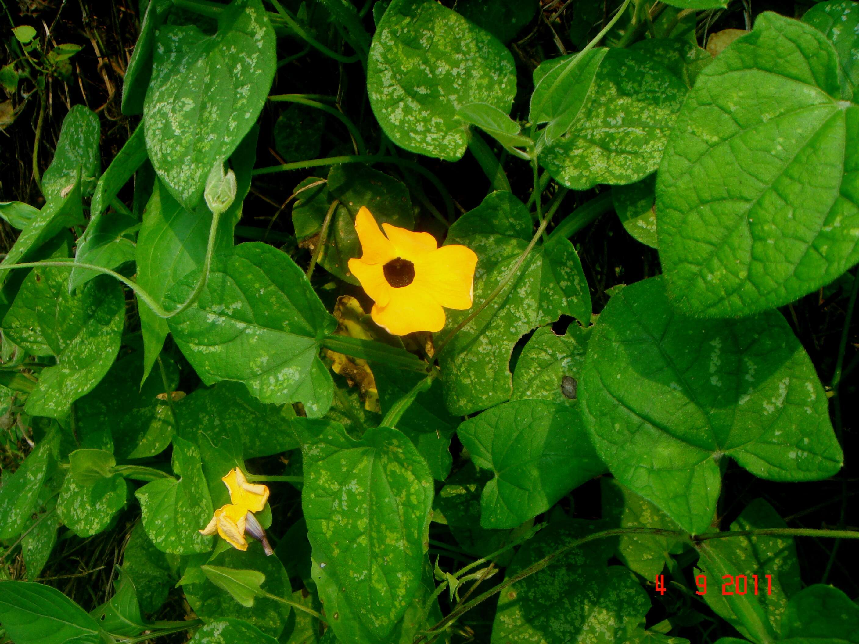 Image of blackeyed Susan vine