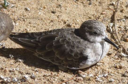 Plancia ëd Calidris minuta (Leisler 1812)