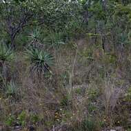 Image of yellow-eyed-grass family