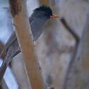 Image of Madagascar Black Bulbul