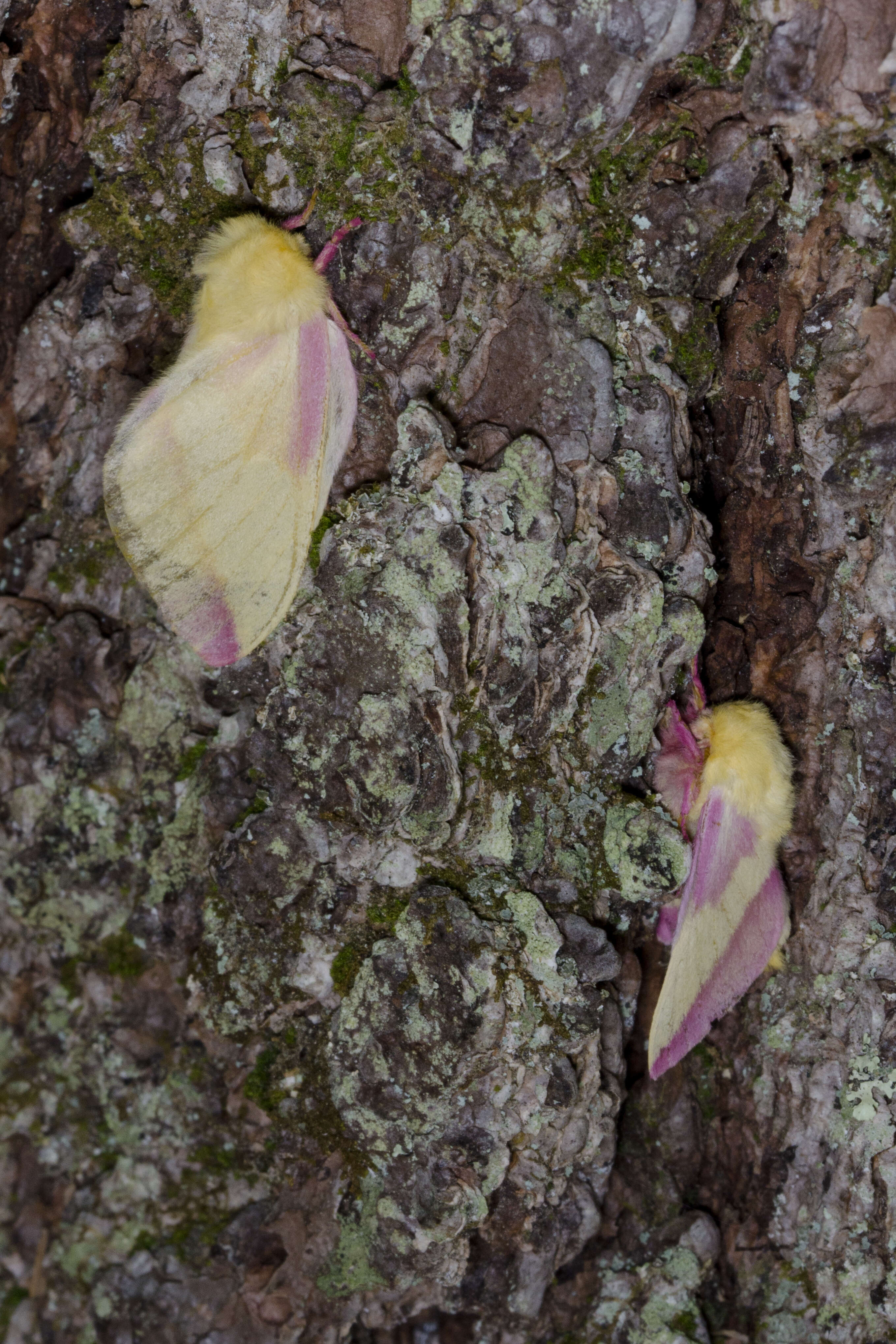 Rosy Maple Moth - Encyclopedia of Life