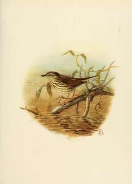 Image of waterthrush