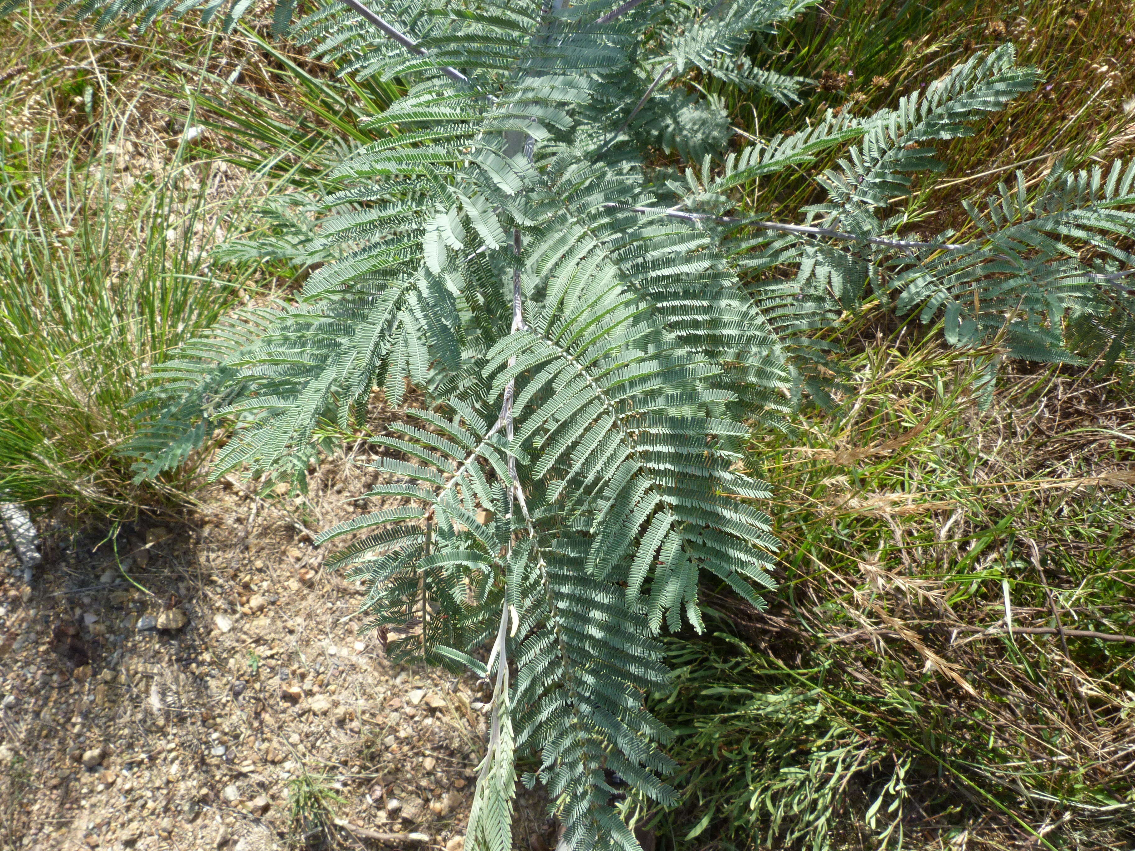 Image of Silver Wattle